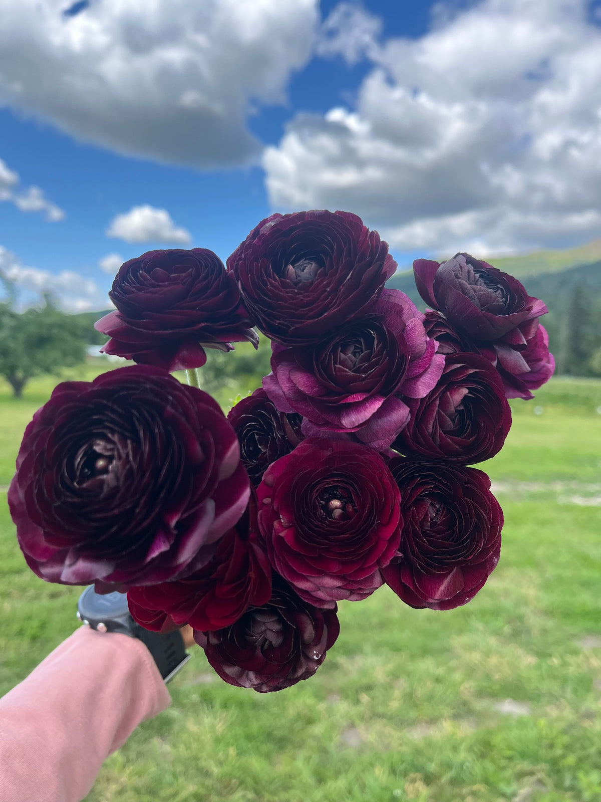 Ranunculus Viola, Bellingham Flower Farm