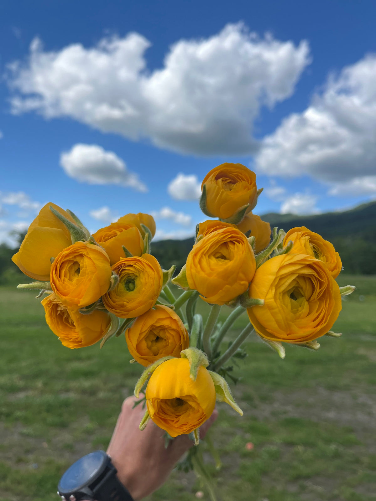 Ranunculus Giallo, Bellingham Flower Farm