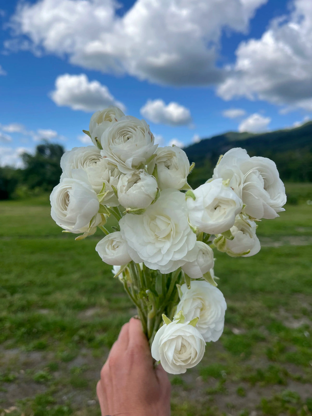 Ranunculus Bianco, Bellingham Flower Farm