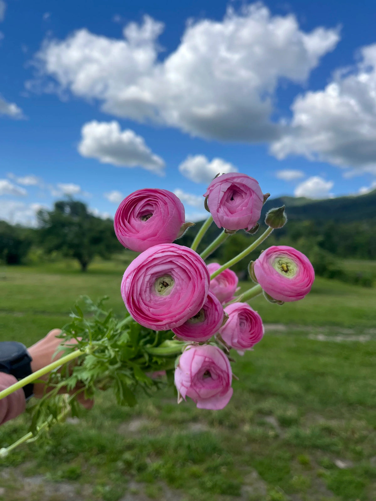 Ranunculus Rosa Chiaro, Bellingham Flower Farm, alternate view