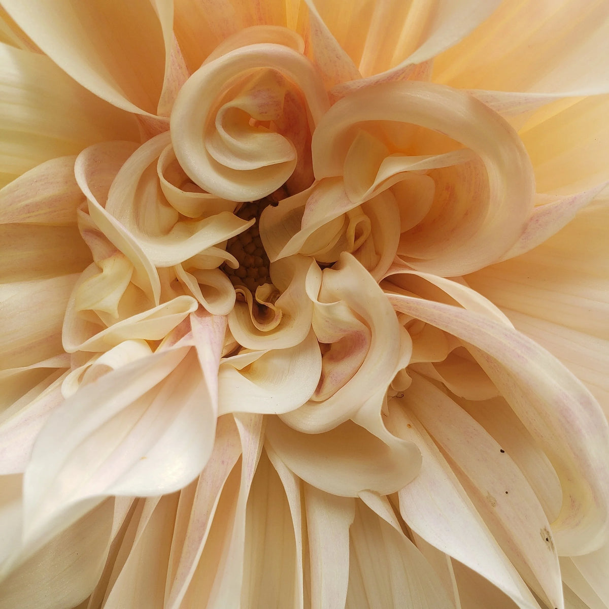 Cafe au lait dahlia bloom, additional photo