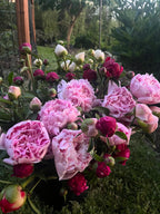 Mother's Day Premium Peony Bouquet, Bellingham Flower Farm, additional photo