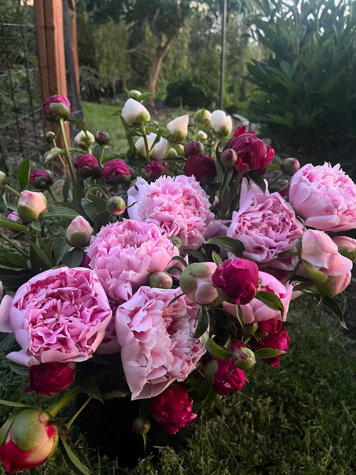 Mother's Day Premium Peony Bouquet, Bellingham Flower Farm, additional photo