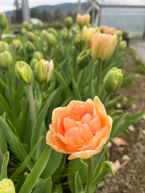 2026 Fancy Tulip Subscription, bouquet subscription from Bellingham Flower Farm, alternate view