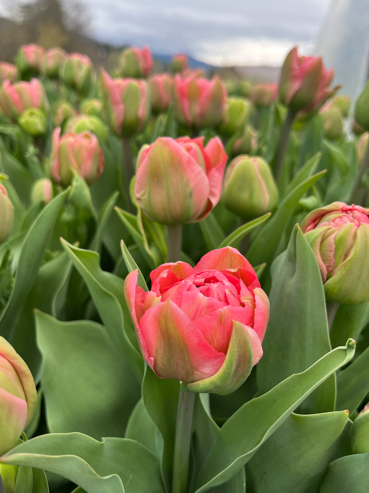 2026 Fancy Tulip Subscription, bouquet subscription from Bellingham Flower Farm