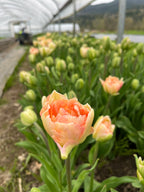 Tulip Charming Beauty, Bellingham Flower Farm, alternate view