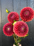 Copper Boy dahlia tuber