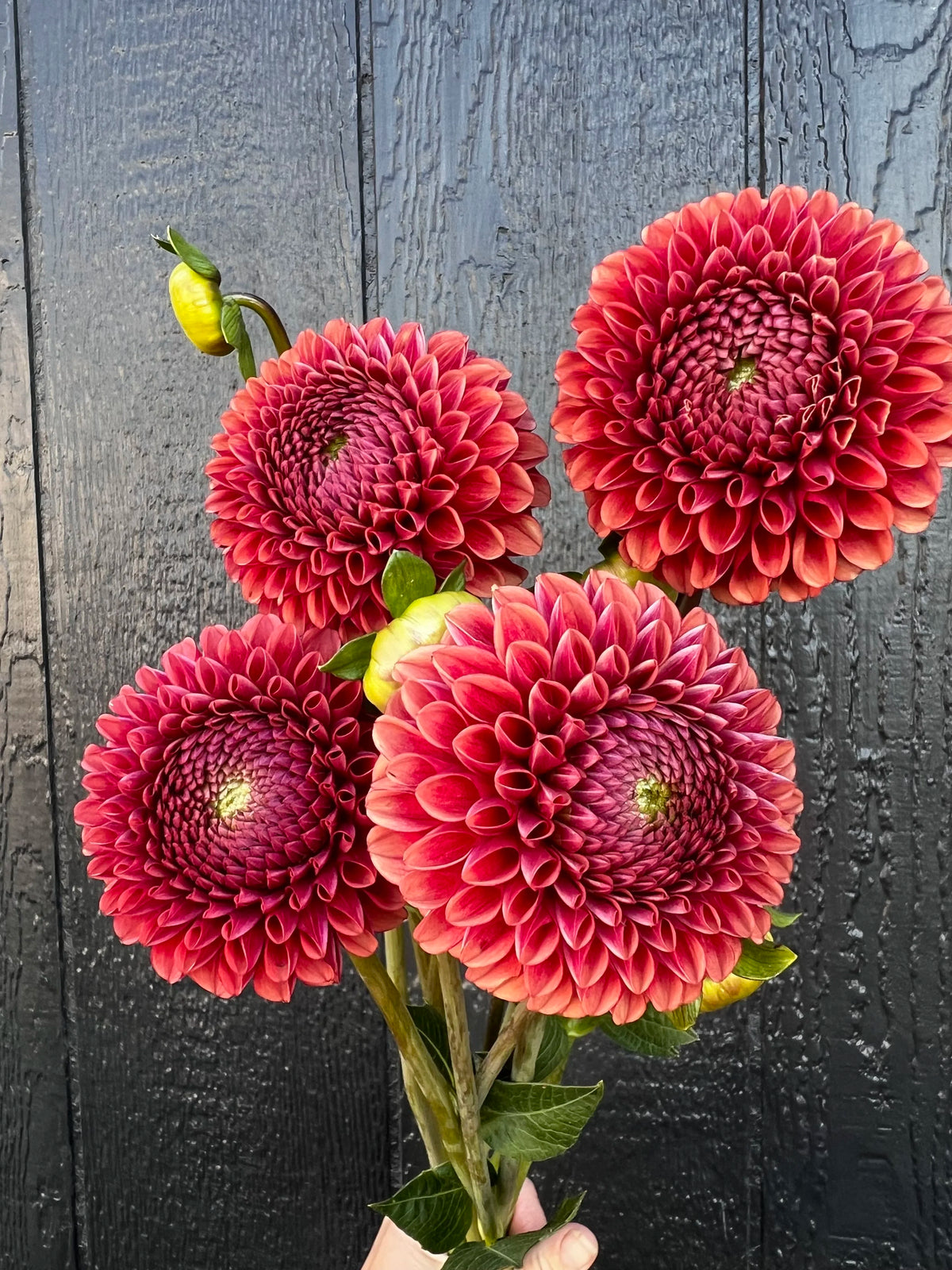Copper Boy dahlia tuber