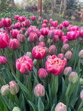 Tulip Colombus, Bellingham Flower Farm