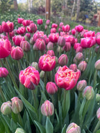 Tulip Colombus, Bellingham Flower Farm