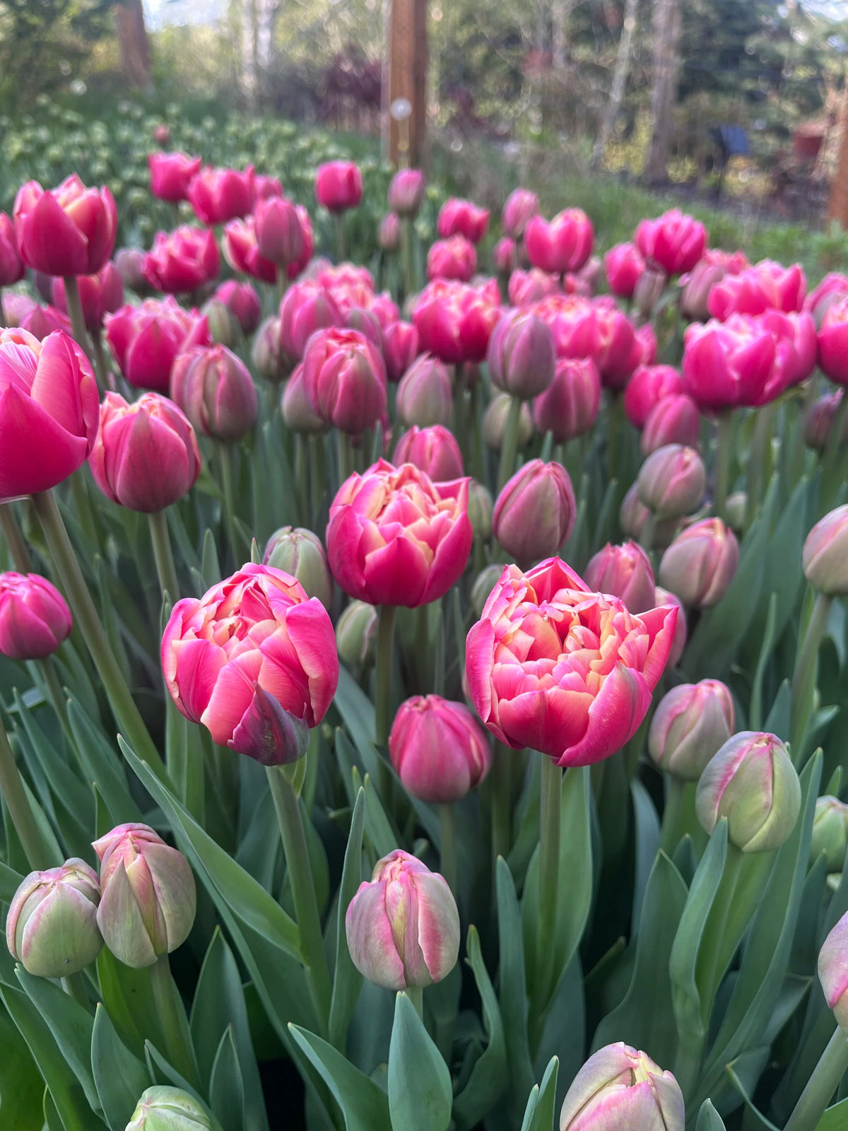 Tulip Colombus, Bellingham Flower Farm
