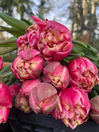 Tulip Colombus, Bellingham Flower Farm, alternate view