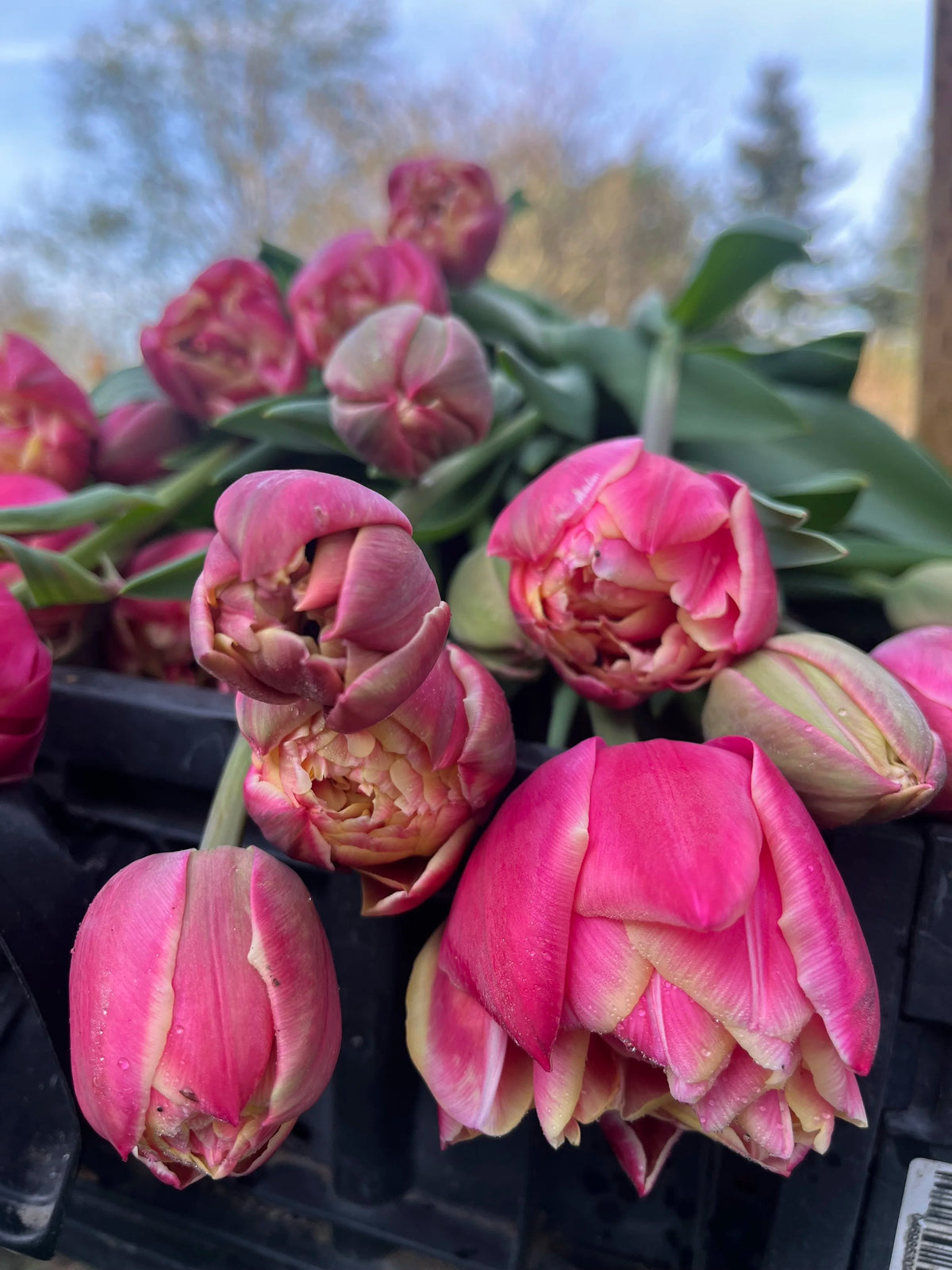 Tulip Colombus, Bellingham Flower Farm, another view