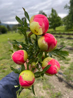 2026 Just Peonies, bouquet subscription from Bellingham Flower Farm, another view