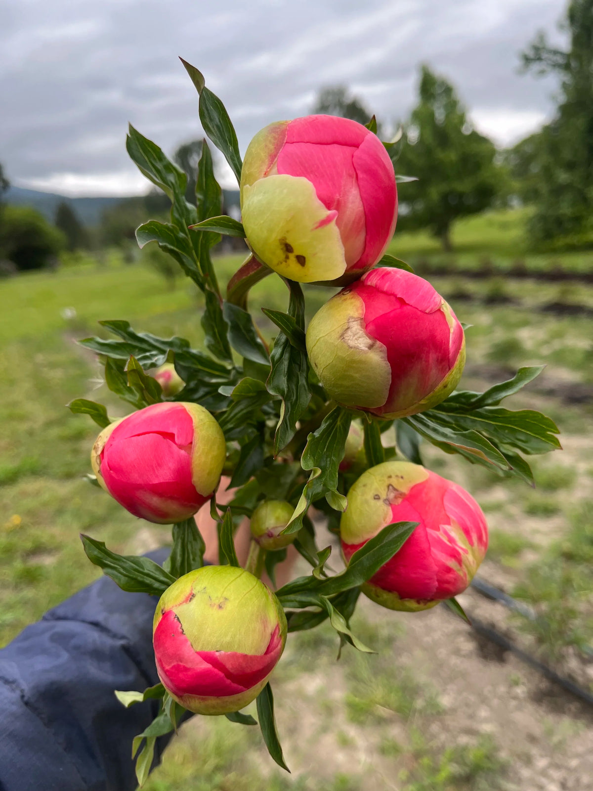 2026 Just Peonies, bouquet subscription from Bellingham Flower Farm, another view