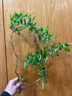 Just Greenery Bucket, DIY flower bucket from Bellingham Flower Farm, additional photo