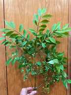 Just Greenery Bucket, DIY flower bucket from Bellingham Flower Farm, additional photo