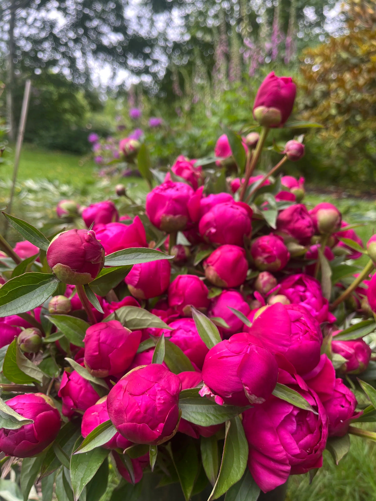 2026 Just Peonies, bouquet subscription from Bellingham Flower Farm, additional photo
