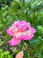 2026 Just Peonies, bouquet subscription from Bellingham Flower Farm, additional photo