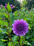 Robann Royal dahlia tuber