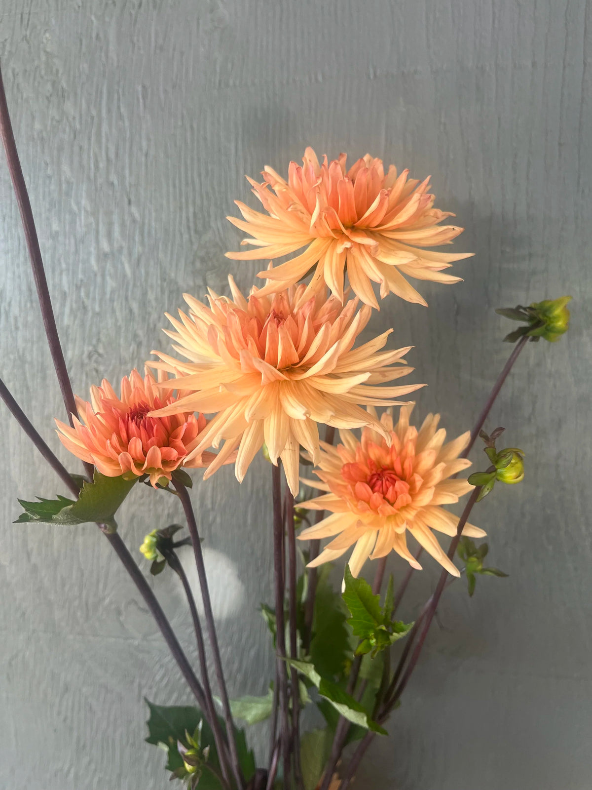 Peach Fuzz dahlia bloom, alternate view
