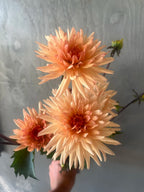 Peach Fuzz dahlia tuber