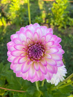 Mother's Day on the Farm at Bellingham Flower Farm, additional photo