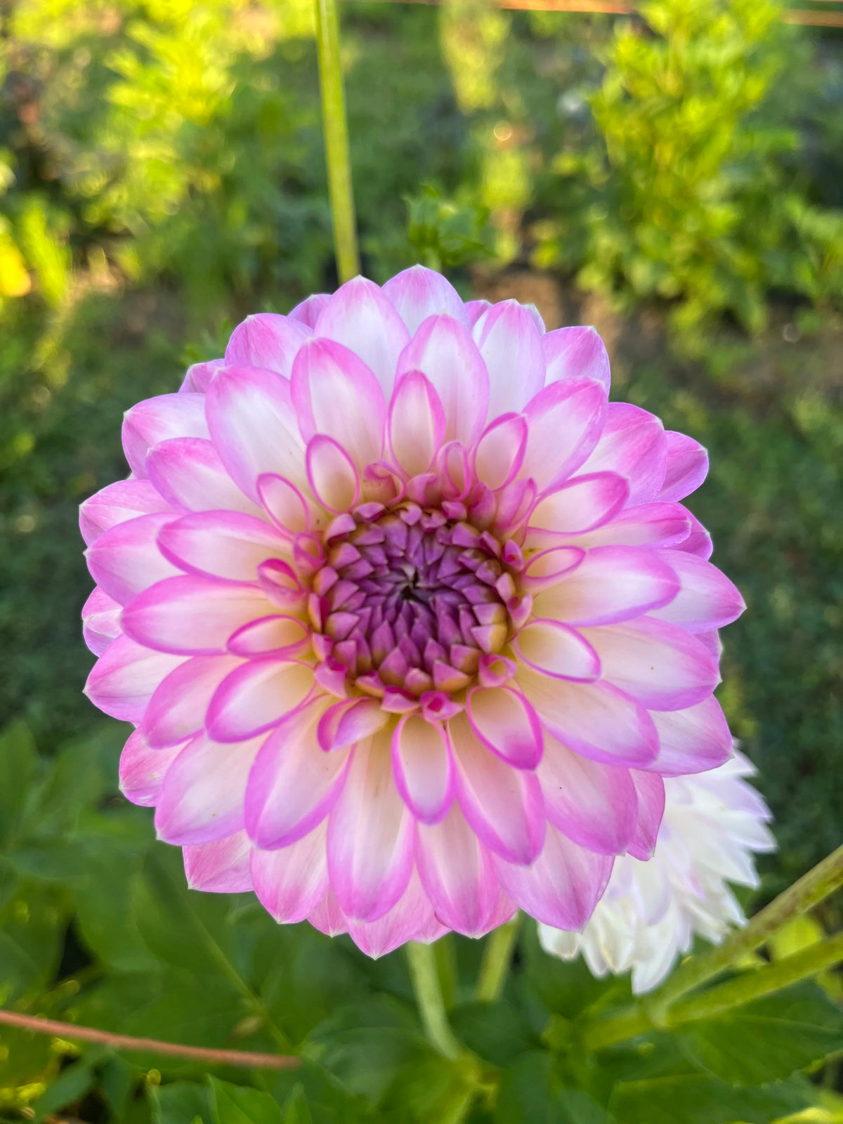 Mother's Day on the Farm at Bellingham Flower Farm, additional photo