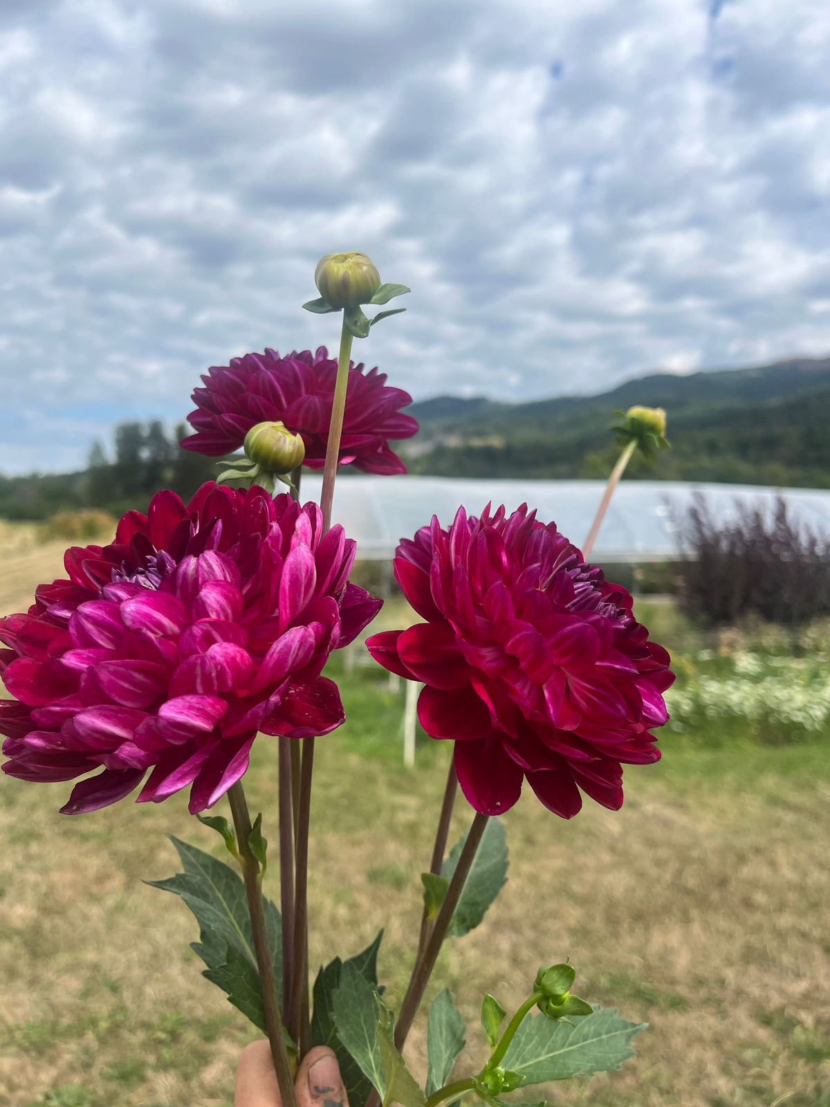 Sandia Bertha dahlia flower, another view of the bloom