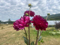 Sandia Bertha dahlia tuber