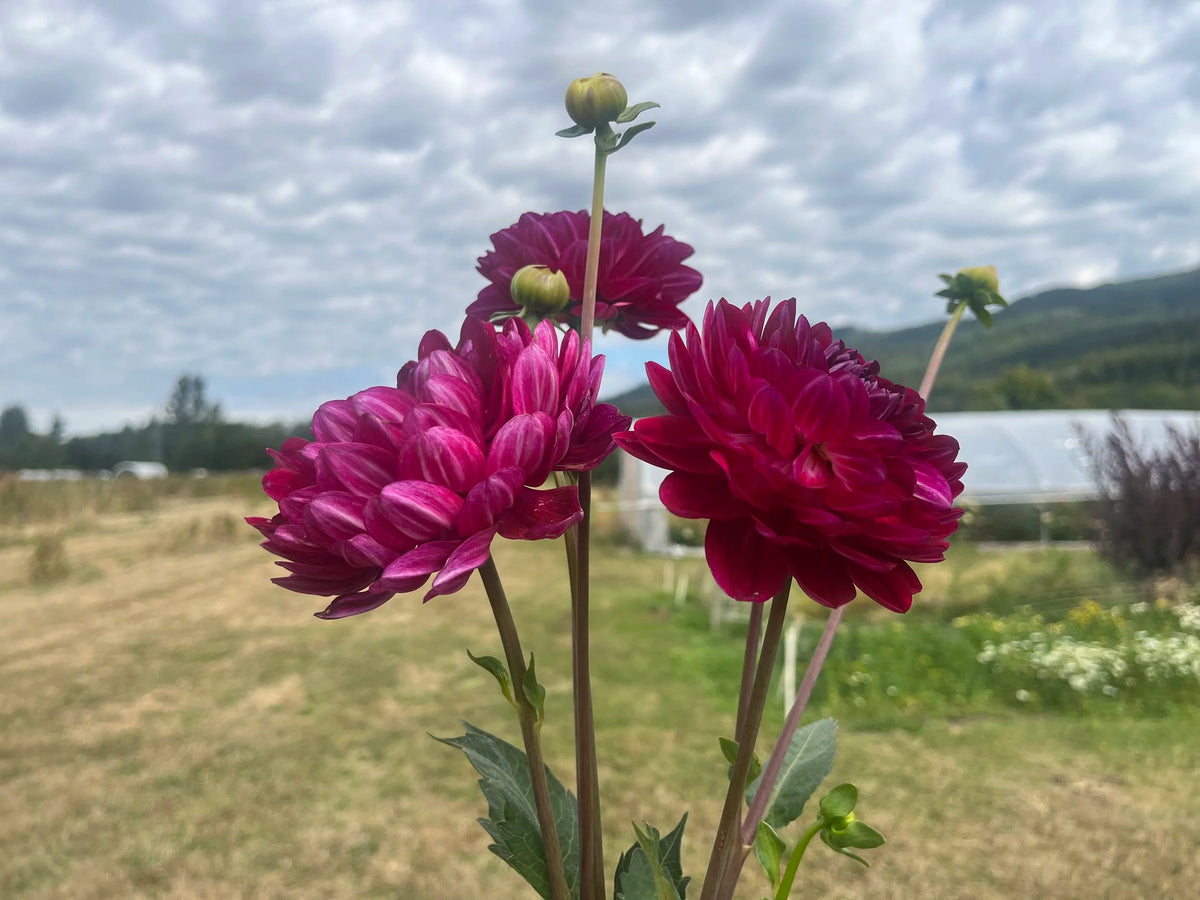 Sandia Bertha dahlia tuber