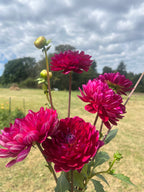 Sandia Bertha dahlia bloom, alternate view