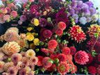 Bloom Bucket, DIY flower bucket from Bellingham Flower Farm