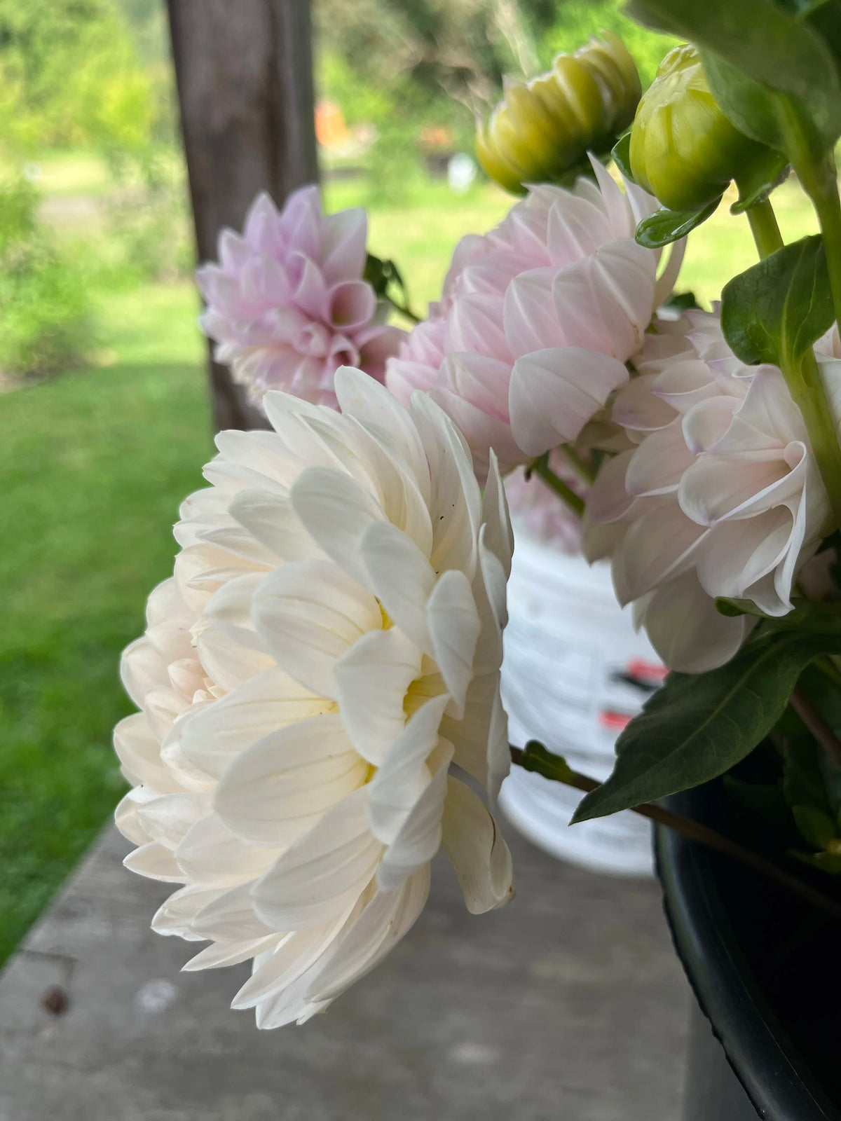 Kelgai Ann dahlia flower, another view of the bloom
