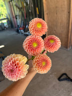 KA's™ Honeycomb dahlia bloom, alternate view