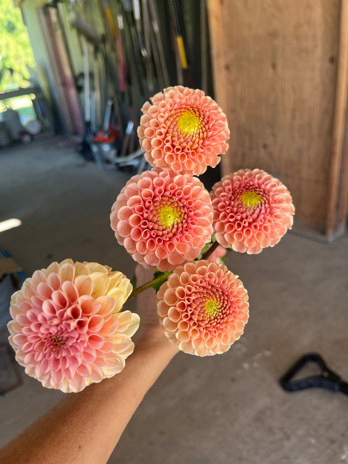 KA's™ Honeycomb dahlia bloom, alternate view
