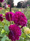 CSY Sangria (cozeytown) dahlia tuber