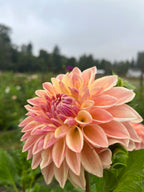 Bloomquist Alan dahlia tuber