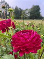 Sandia Bertha dahlia bloom, additional photo