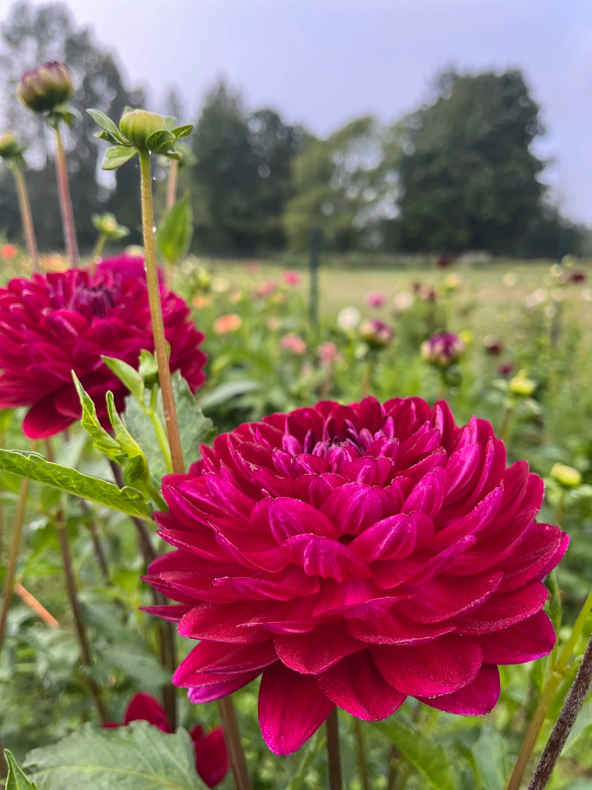 Sandia Bertha dahlia bloom, additional photo
