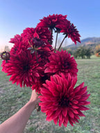 Danique dahlia tuber