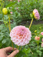KA's™ Cinder Rose dahlia bloom, alternate view