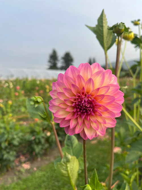 Bloomquist Dave dahlia tuber