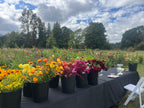 Bloom Bucket, DIY flower bucket from Bellingham Flower Farm, another view