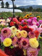 Wedding Floral Workshop, DIY flower bucket from Bellingham Flower Farm, additional photo