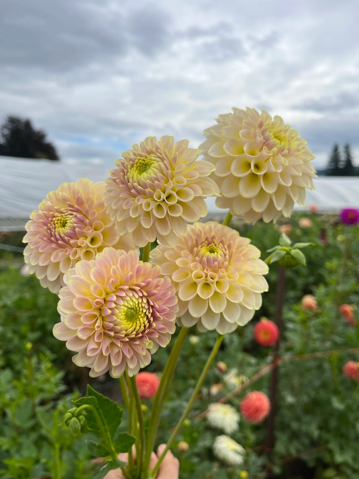 Skipley Moonglow dahlia tuber