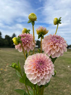 KA's™ Cinder Rose dahlia tuber