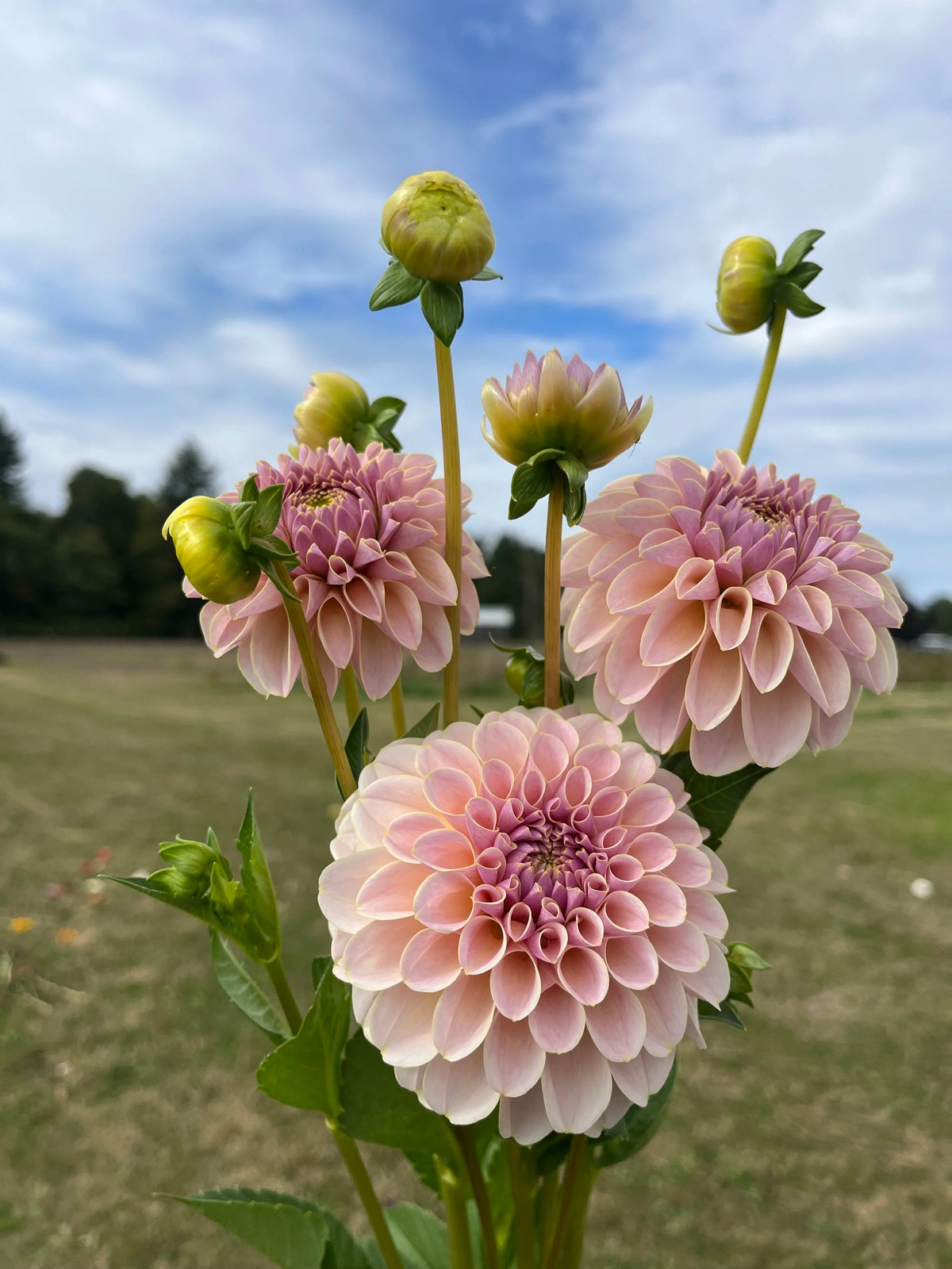 KA's™ Cinder Rose dahlia tuber