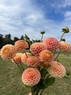 KA's™ Honeycomb dahlia tuber