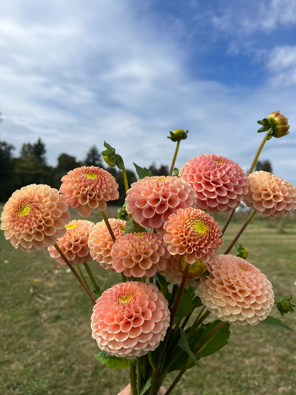 KA's™ Honeycomb dahlia tuber